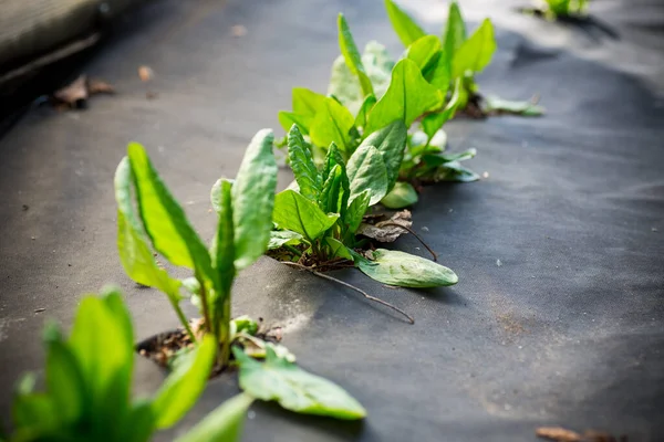 Acedera Fresca Verde Crece Agrofibra Primavera Verano Aire Libre —  Fotos de Stock