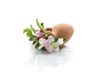 Beyaz arka planda izole edilmiş killi vazoda pembe elma ağacı çiçekleri.