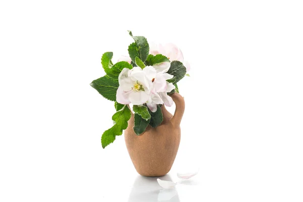 在白色背景的粘土花瓶中盛放着春天的粉红色苹果树花 — 图库照片