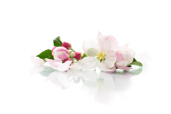 Небольшой Букет Розовых Весенних Цветов Яблони Белом Фоне — стоковое фото