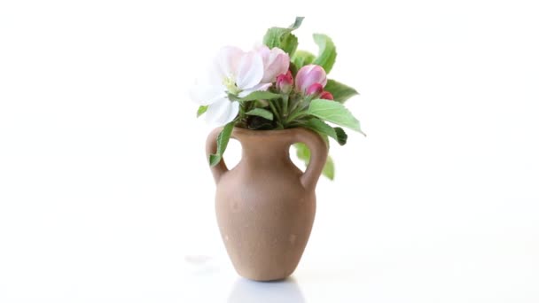 Spring pink apple tree flowers in a clay vase — Stock Video