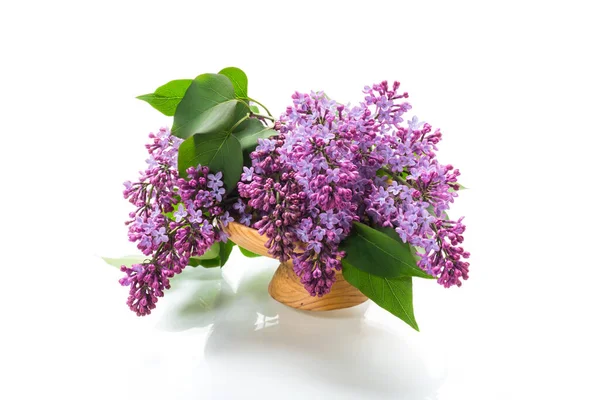 一束美丽绽放的紫丁香插在一个被白色背景隔开的花瓶里 — 图库照片