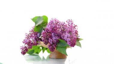 Beyaz arka planda izole edilmiş vazoda çiçek açan leylaklar.