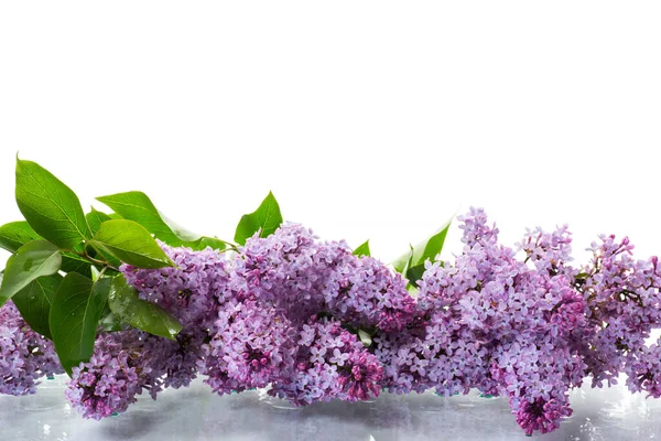 Strauß Schöner Frühlingsblumen Von Flieder Isoliert Auf Weißem Hintergrund — Stockfoto