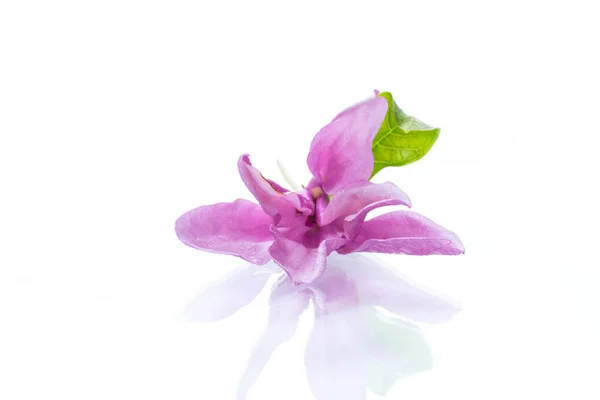 Одна Рожева Квітка Магнолії Ізольована Білому Тлі — стокове фото