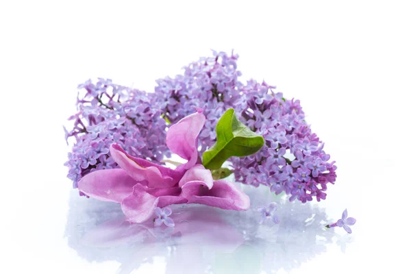 Bouquet Beautiful Spring Flowers Lilac Isolated White Background — Stock Photo, Image