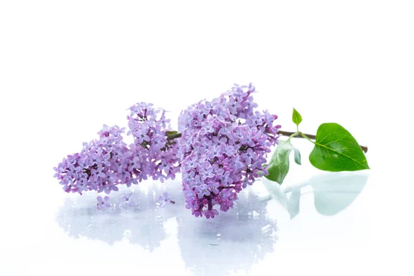 Bouquet Bellissimi Fiori Primaverili Lilla Isolati Sfondo Bianco — Foto Stock