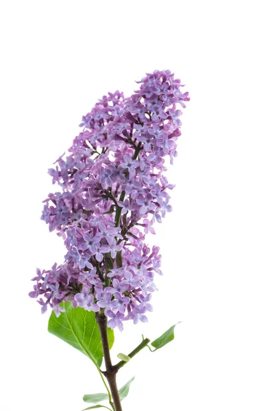 Bouquet Beautiful Spring Flowers Lilac Isolated White Background — Stock Photo, Image