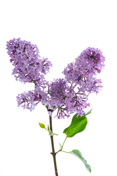 一束美丽的紫丁香春花 白色背景隔离 — 图库照片