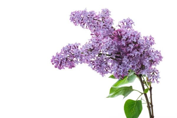 Bouquet Bellissimi Fiori Primaverili Lilla Isolati Sfondo Bianco — Foto Stock