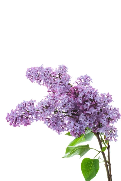 Bouquet Beautiful Spring Flowers Lilac Isolated White Background — Stock Photo, Image