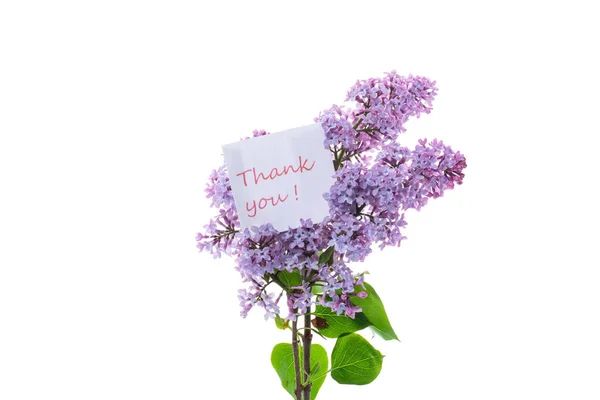 Bouquet Beautiful Spring Flowers Lilac Isolated White Background — Stock Photo, Image