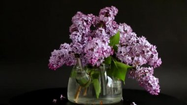 Siyah arka planda güzel bahar leylağı çiçekleri.