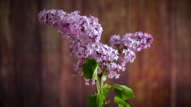 Ramo Hermosas Flores Primavera Lila Sobre Fondo Madera — Vídeos de Stock