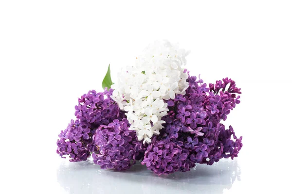 Ramo Hermosas Lilas Flor Aisladas Sobre Fondo Blanco —  Fotos de Stock