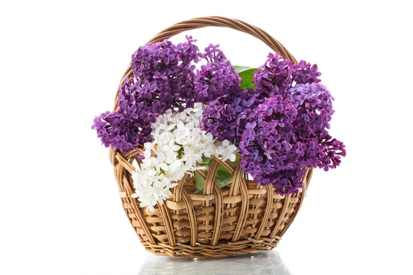 Ramo Hermosas Lilas Flor Una Cesta Aislada Sobre Fondo Blanco — Foto de Stock