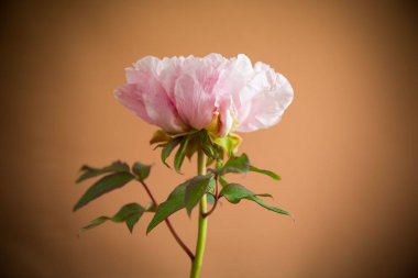 Çiçek açan pembe ağaçımsı şakayık çiçeği turuncu arka planda izole edilmiş.