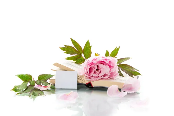 Peony Pink Beautiful Flower Book Empty Card Isolated White — Stock Photo, Image