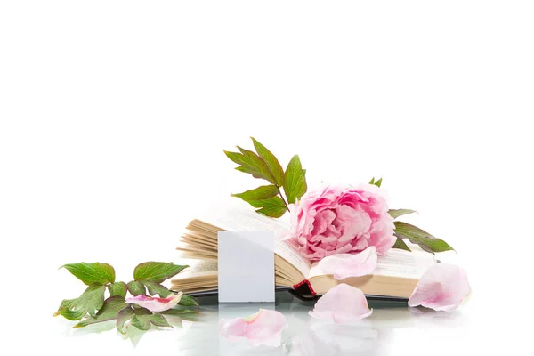 Bazsarózsa Rózsaszín Gyönyörű Virág Könyv Üres Kártya Elszigetelt Fehér — Stock Fotó