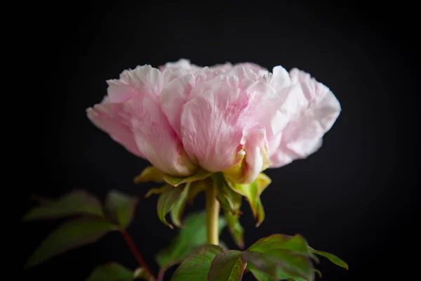 blooming pink tree-like peony flower isolated on black background