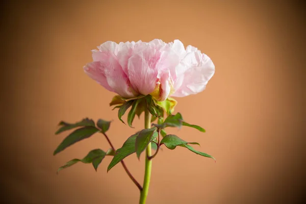 Flor Peônia Cor Rosa Florescendo Isolado Fundo Laranja — Fotografia de Stock