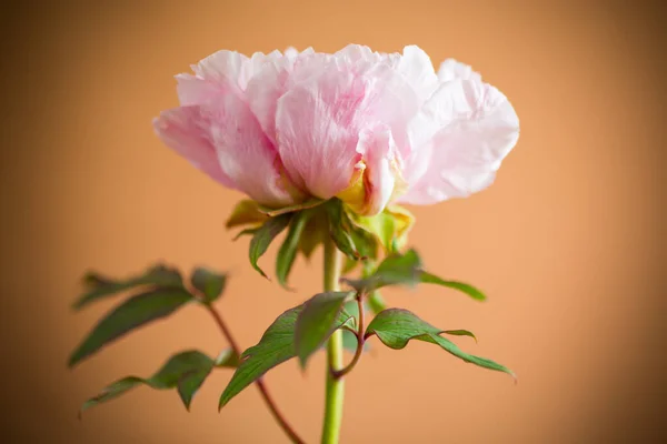 Flor Peônia Cor Rosa Florescendo Isolado Fundo Laranja — Fotografia de Stock