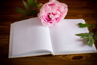Yaprakları olan pembe, güzel bir şakayık. Tahta masadaki yazı için boş bir defter.