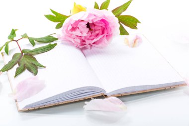 Yapraklı pembe güzel şakayık, beyaz arkaplanda izole edilmiş metin için boş defter