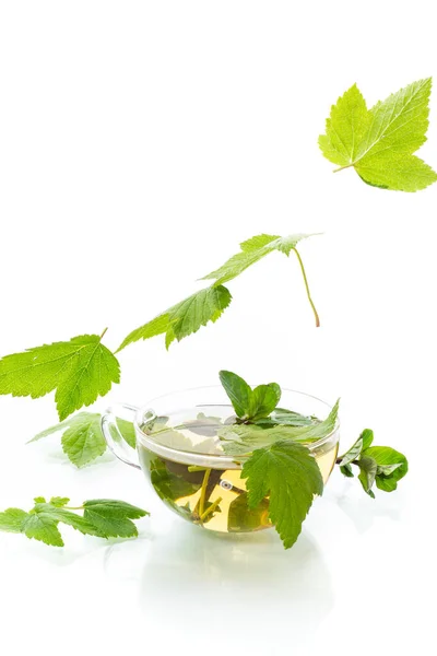 夏日清凉的绿茶 用玻璃杯茶壶中的醋栗叶制成 背景为白色 — 图库照片
