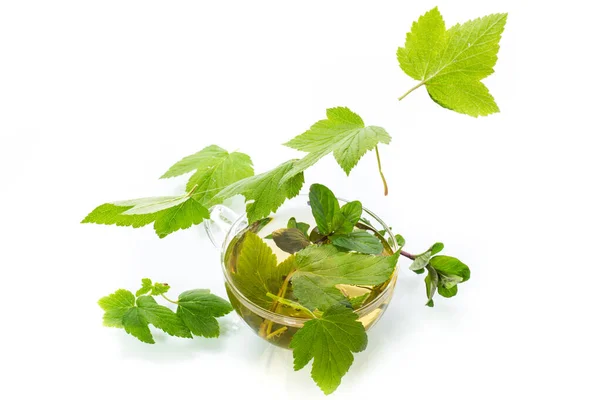 Summer Refreshing Organic Tea Currant Leaves Glass Teapot Isolated White — Stock Photo, Image