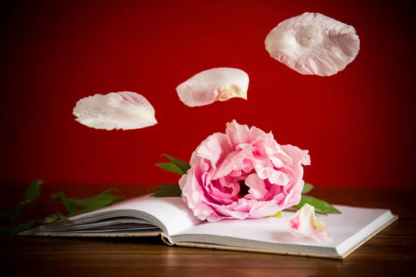 Peônia Bonita Rosa Com Pétalas Caderno Branco Uma Mesa Madeira — Fotografia de Stock