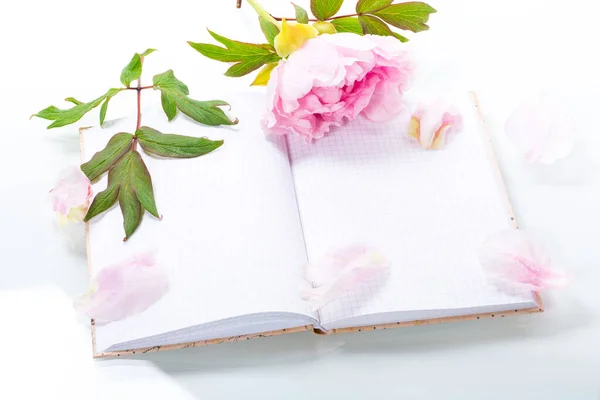 Rózsaszín Gyönyörű Bazsarózsa Szirmok Üres Notebook Szöveg Elszigetelt Fehér Háttér — Stock Fotó