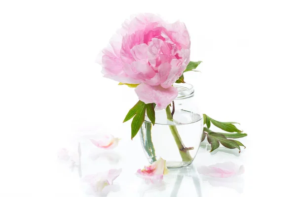 Blommande Rosa Träd Liknande Pion Blomma Isolerad Vit Bakgrund — Stockfoto