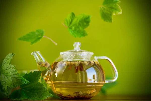 Summer refreshing organic tea from currant leaves in a glass teapot — Stock Photo, Image