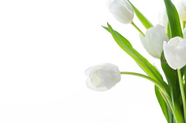 Beyaz arka planda izole edilmiş güzel beyaz laleler.