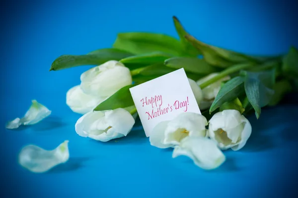 Mooi Boeket Van Witte Tulpen Geïsoleerd Blauwe Achtergrond — Stockfoto