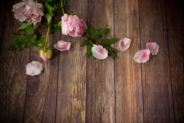 Bellissime Peonie Rosa Fiorite Con Petali Tavolo Legno — Foto Stock