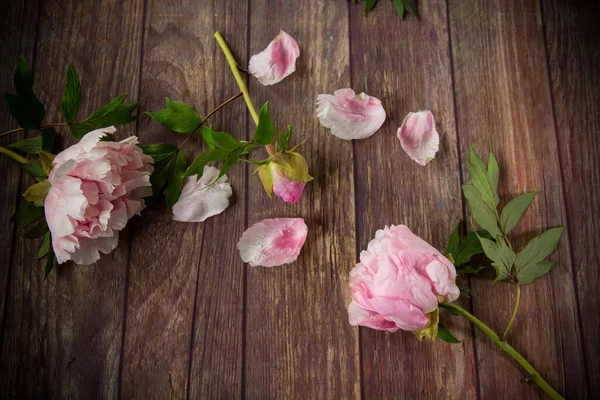 Mooie Roze Bloeiende Pioenrozen Met Bloemblaadjes Een Houten Tafel — Stockfoto
