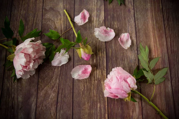 Bellissime Peonie Rosa Fiorite Con Petali Tavolo Legno — Foto Stock