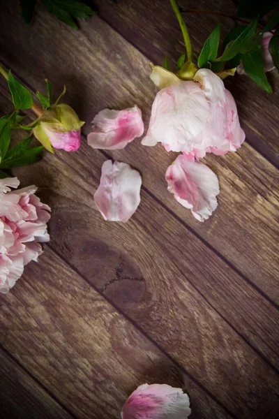 Mooie Roze Bloeiende Pioenrozen Met Bloemblaadjes Een Houten Tafel — Stockfoto