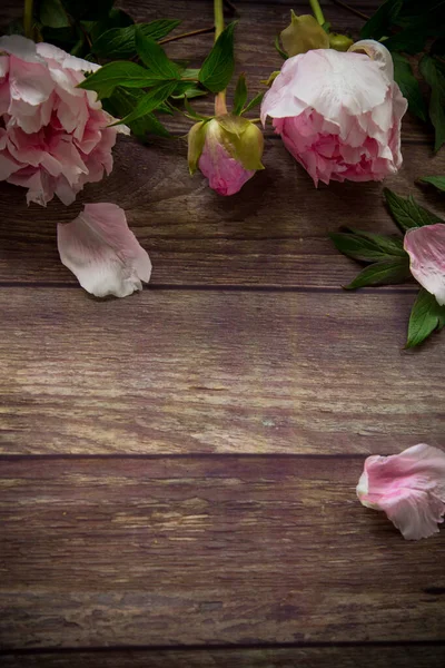 Mooie Roze Bloeiende Pioenrozen Met Bloemblaadjes Een Houten Tafel — Stockfoto