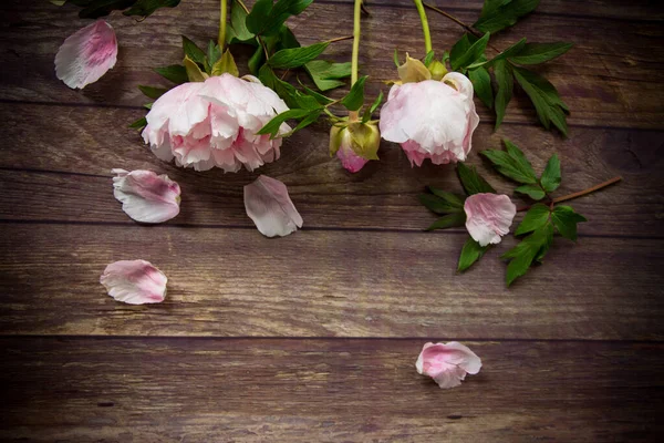 Hermosas Peonías Rosadas Con Pétalos Una Mesa Madera —  Fotos de Stock