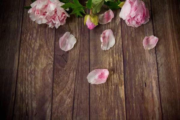 Красиві Рожеві Квітучі Півонії Пелюстками Дерев Яному Столі Стокове Фото