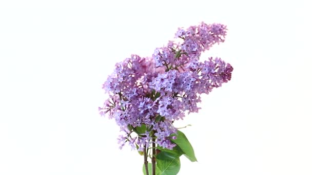Bouquet de belles fleurs printanières de lilas sur fond blanc — Video