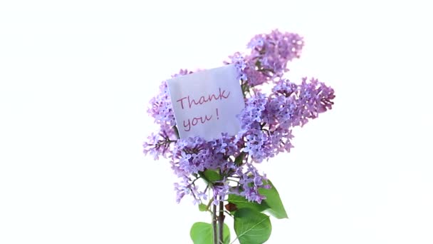 Bouquet of beautiful spring flowers of lilac on white background — Stock Video