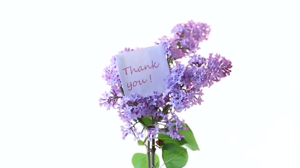 Bouquet de belles fleurs printanières de lilas sur fond blanc — Video