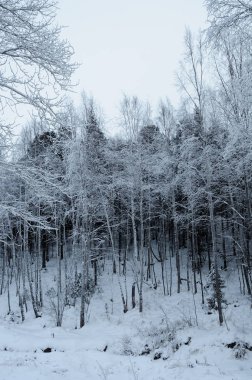 Çam ağaçları karla kaplı