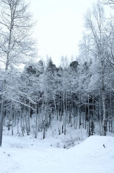 Snötäckta Tallar — Stockfoto