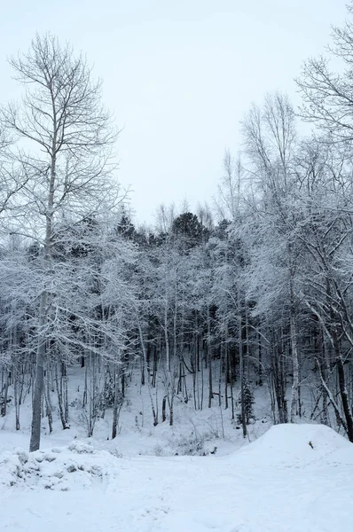 Sněhem Pokryté Borovice — Stock fotografie