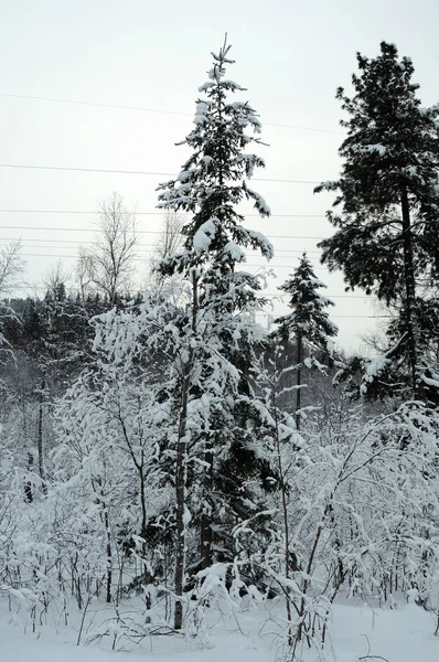 Sněhem Pokryté Borovice — Stock fotografie